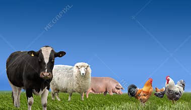 Farm animals livestock collection