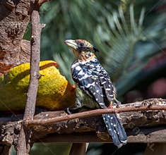 Crested barbet - trachyphonus vaillantii