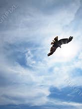 Eagle fly