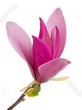 Flowers tree magnolia flower