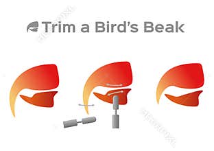 Trim and cut bird beak structure anatomy / vector