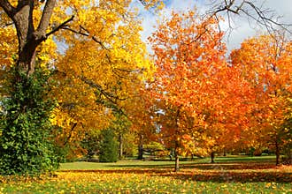 Fall leaves