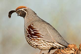 Gamble's Quail