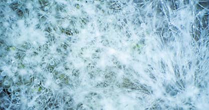 Mold Zygomycota growth time lapse on bread, super macro shooting, concept of the beginning of life, scientific and