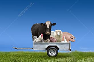 Farm animals in trailer on green field