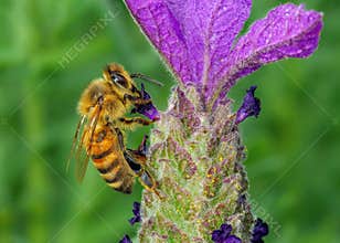 European Honey Bee - Apis mellifera collecting French Lavender pollen.