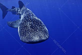 Whale shark head on