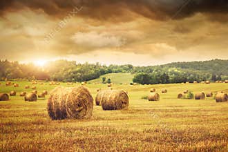 Field of freshly bales of hay