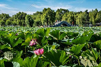 Lotus blooming in the water in Nanhu Park, Changchun, China