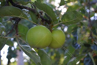 Green apple on the tree close up in the garden