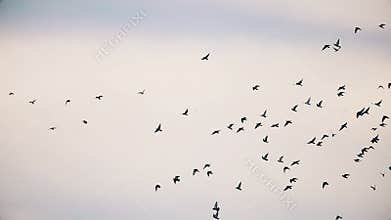 Flock of pigeons flying in the sunset sky slow motion