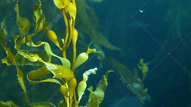 Underwater seamless looped close up of swaying Giant Kelp forest. Sun rays through jade green Seaweed leaves. Diving, Aquarium and