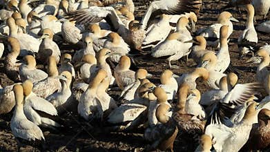 Cape gannet colony - South Africa