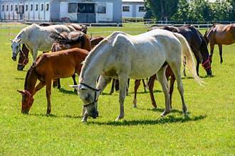 The horses running on the paddock.