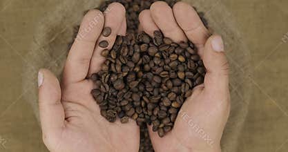 Farmer holds in his palms a bean of coffee, falling grain into a bag.