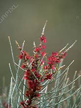 Spring sheoak flowers Allocasuarina humilis in Perth, Western Australia