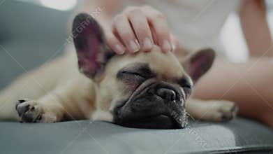 Lovely Pet Dog Sleeps While Girl Pat Him.