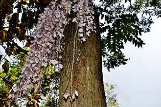 Beautiful orchid on the tree