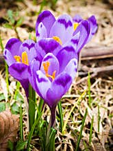 Spring crocus flowers