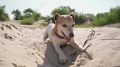 Adorable digging sand funny busy dog Jack Russell terrier.