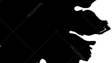 Ink bloom. Beautiful black watercolor ink drops transition on a white background.