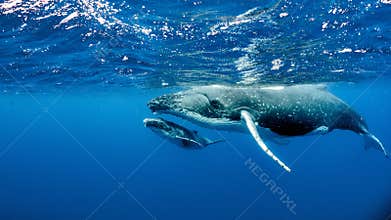 Beautiful underwater shot of two humpback whales swimming near the surface