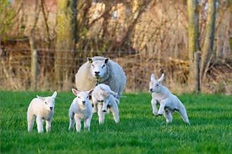 Spring sheep