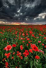 Poppies Flower