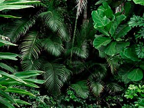 Tropical Rainforest Landscape background. Tropical jungle palms, trees and plants