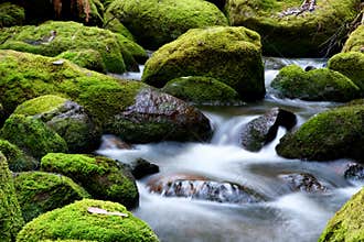 Mossy River Rocks