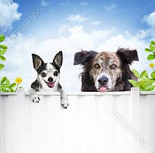 Dogs looking over fence