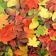 Background image of colorful autumn leaves