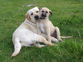 Two dogs pose
