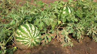 Striped watermelons among leaves after rain.