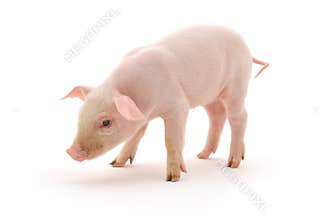 Pig