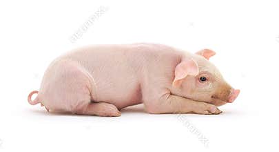 Pig