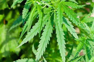 Green cannabis Bush with large marijuana leaves with hemp seeds. Cultivation of cannabis for the production of CBD oil, cream, for