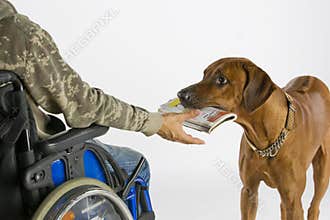 Dog bringing newspaper