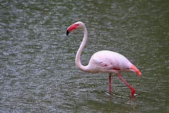 Greater Flamingo