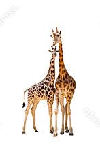 Two giraffe