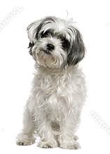 Maltese dog mixed with a Shih Tzu, 3 years old
