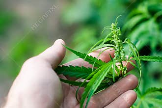 Green cannabis Bush with large marijuana leaves with hemp seeds. Cultivation of cannabis for the production of CBD oil, cream, for