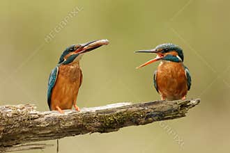 Kingfishers with fish