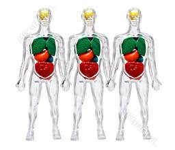 Human Bodies