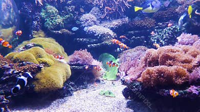 Aquarium with clown fish and other colorful fish with corals on background