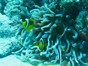 a yellow fish near corals