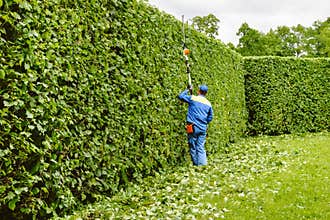 Man is cutting trees in the park. Professional gardener in a uniform cuts bushes with clippers. Pruning garden, hedge. Worker