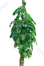 Jungle tree trunk with tropical foliage plants, climbing Monstera Monstera deliciosa and forest orchid green leaves growing in w