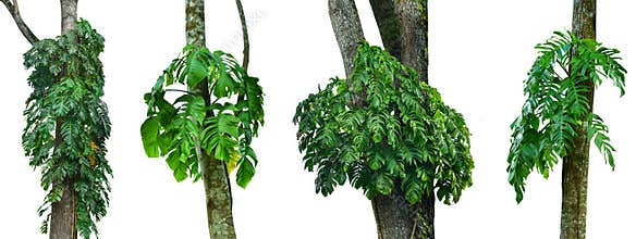 Jungle tree trunk with tropical foliage plants, climbing Monstera Monstera deliciosa and forest orchid green leaves growing in w