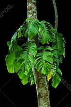 Jungle tree trunk with tropical foliage plants, climbing Monstera Monstera deliciosa and forest orchid green leaves growing in w